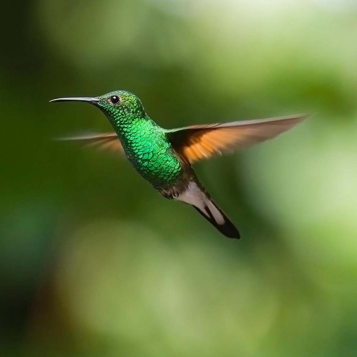 Il colibrì
