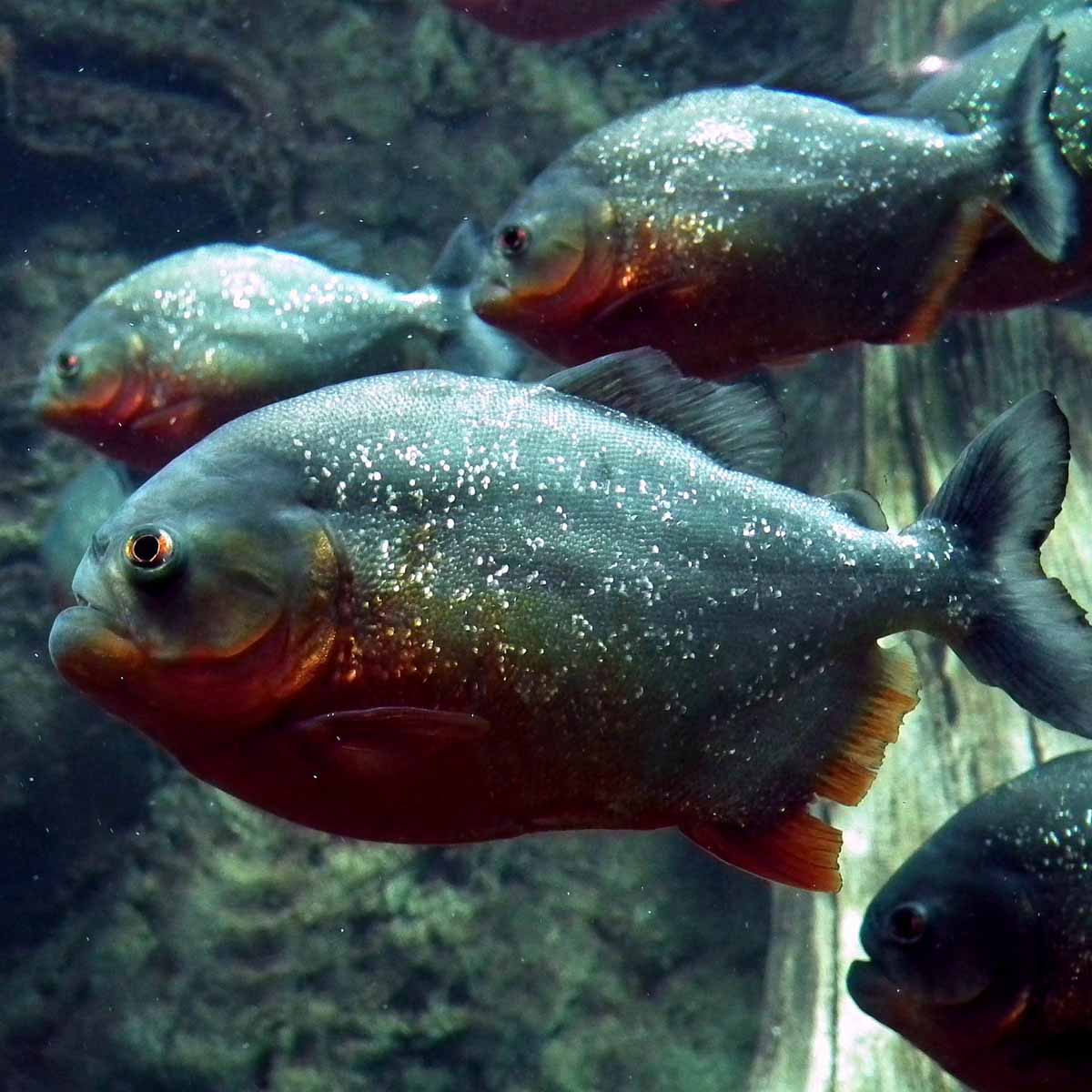 Il piranha, pesce d’acquario