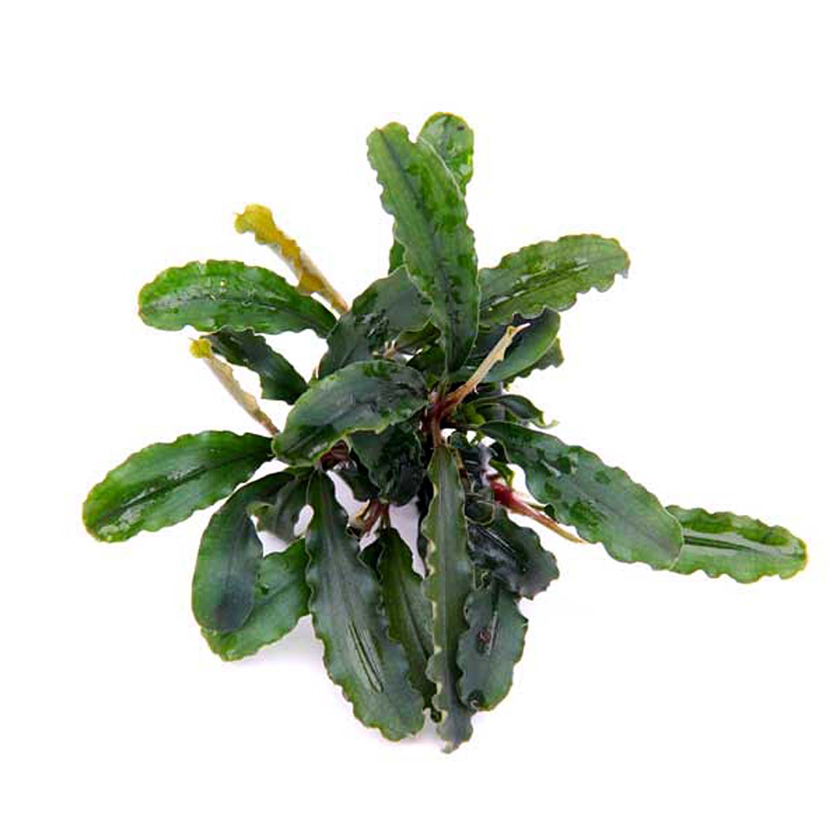 Bucephalandra spec. “Wavy Leaf”