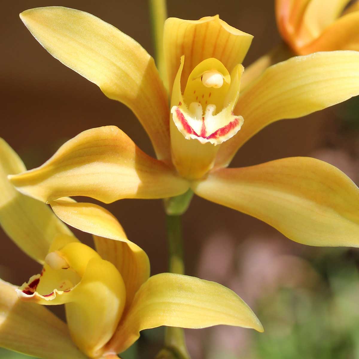 Orchidea Cymbidium Pico a 2/3 rami