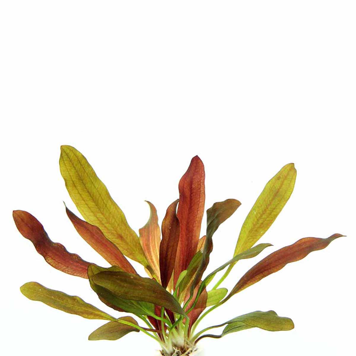 Echinodorus “Red Chamäleon”