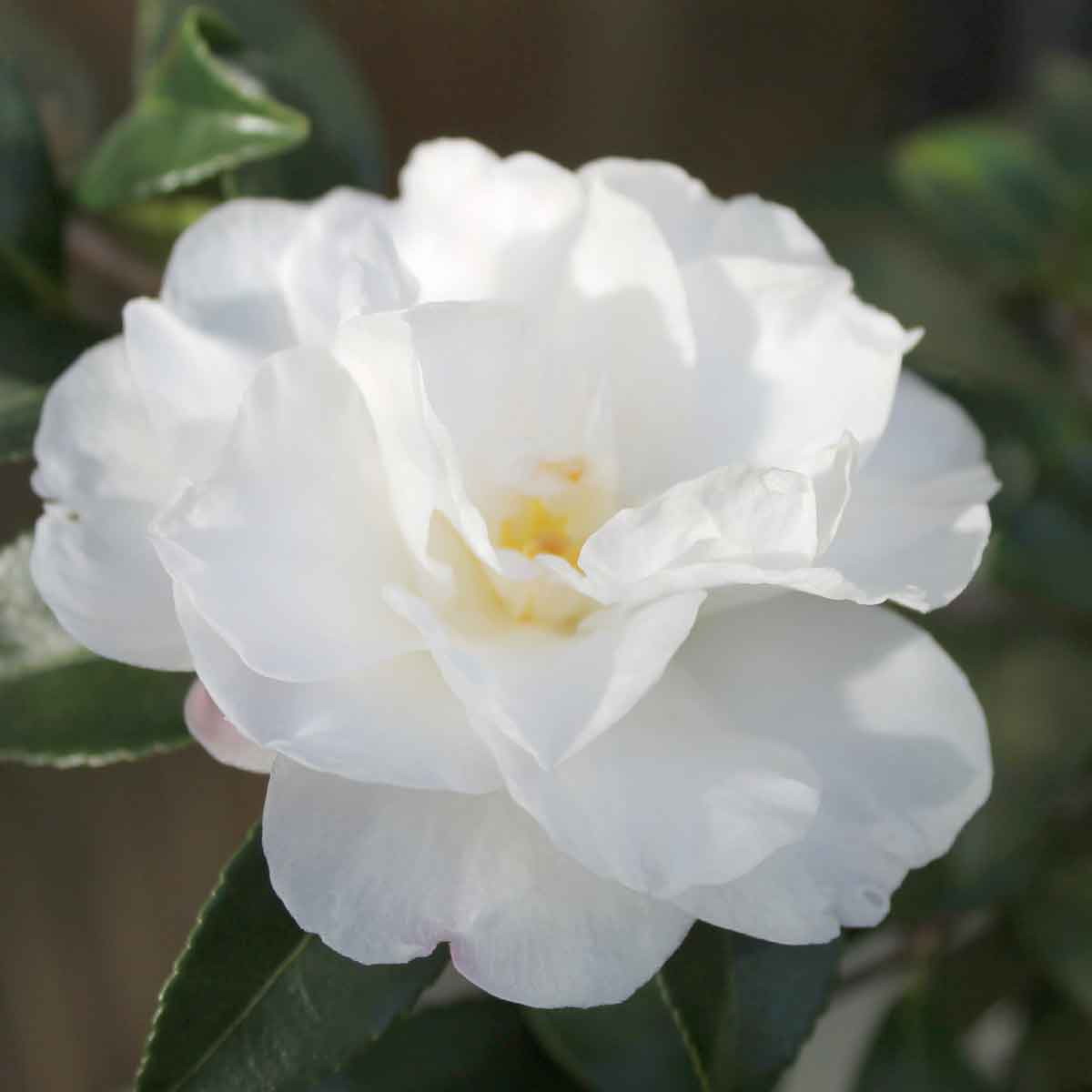 Camellia japonica