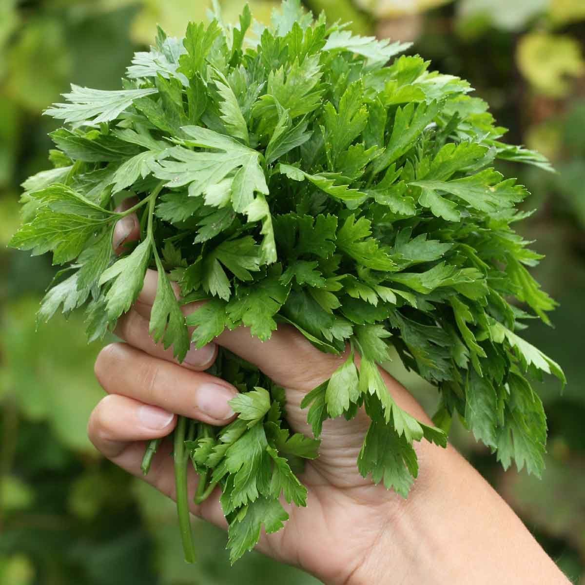 I trucchi per ottenere un orto generoso