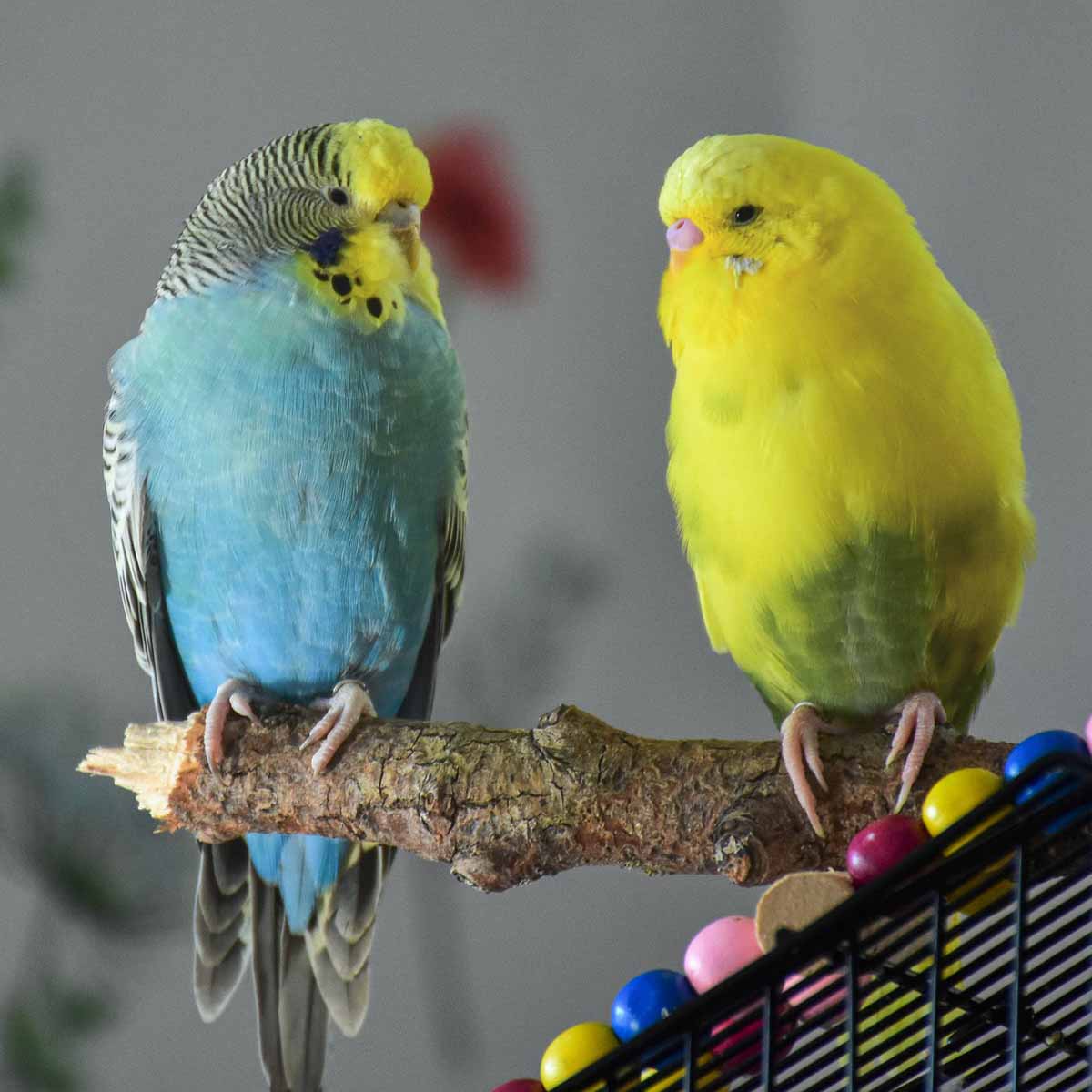 Accorciare le penne ai pappagalli domestici