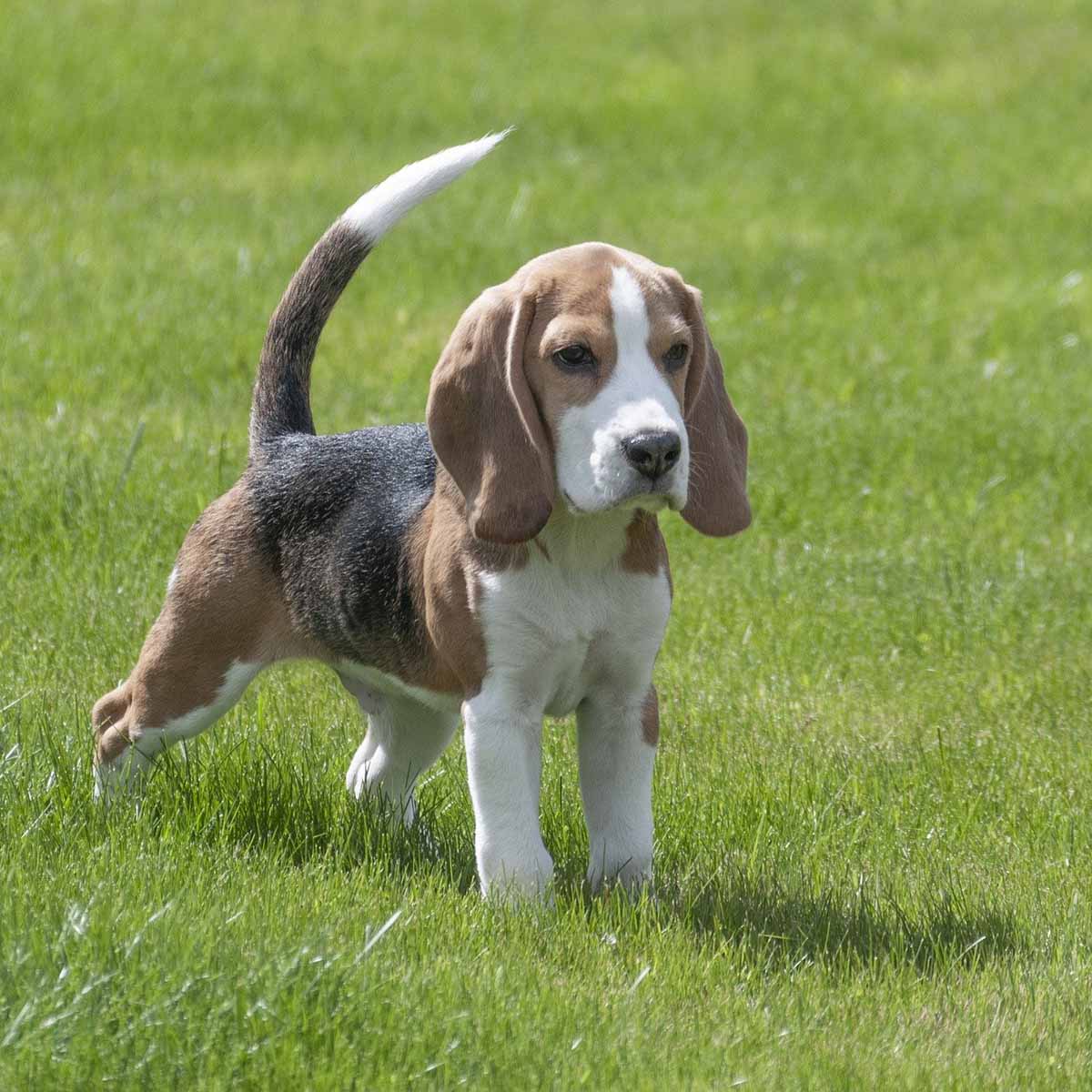 Il beagle, segugio in stile inglese