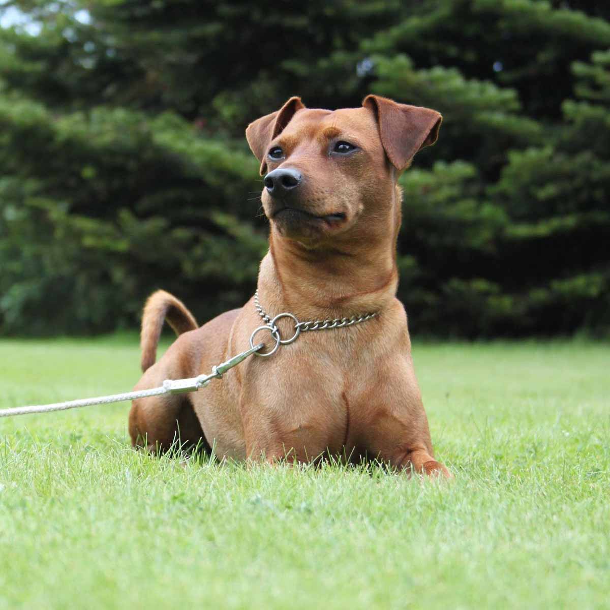 Il cane Pinscher, un dobermann in miniatura