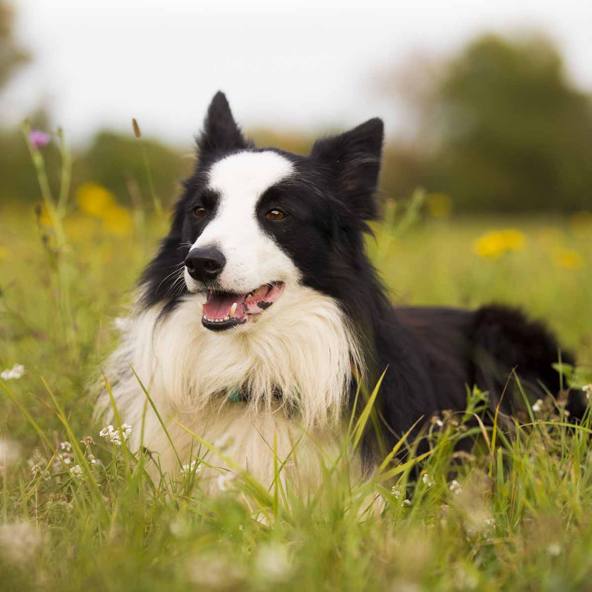 Il pastore scozzese Collie