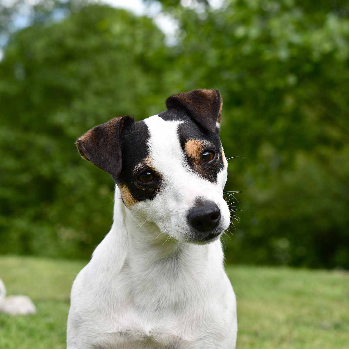 Il piccolo cane Jack Russell Terrier, lord inglese