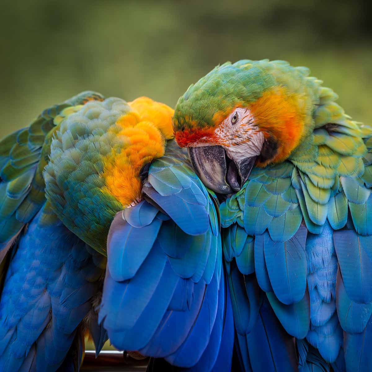 Il sessaggio dei pappagalli