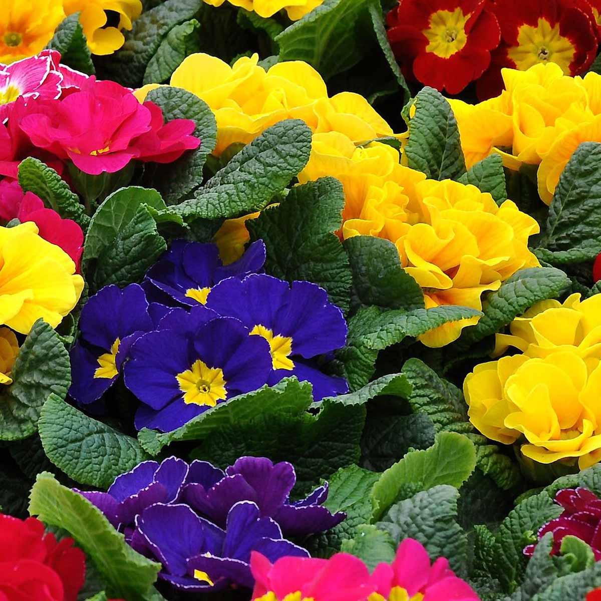 La Primula, colore tutto l’anno