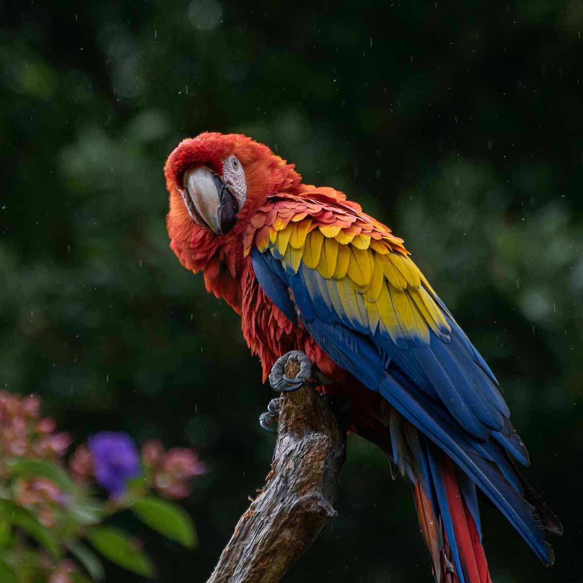 La doccia ai pappagalli