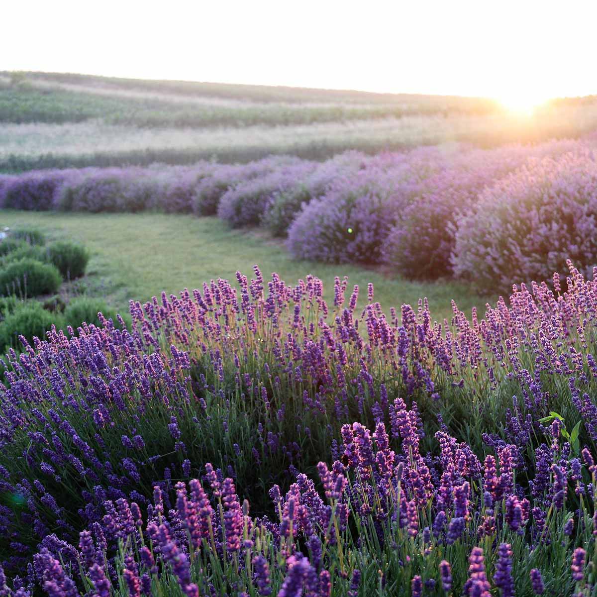 La lavanda, utile in cucina e per la salute