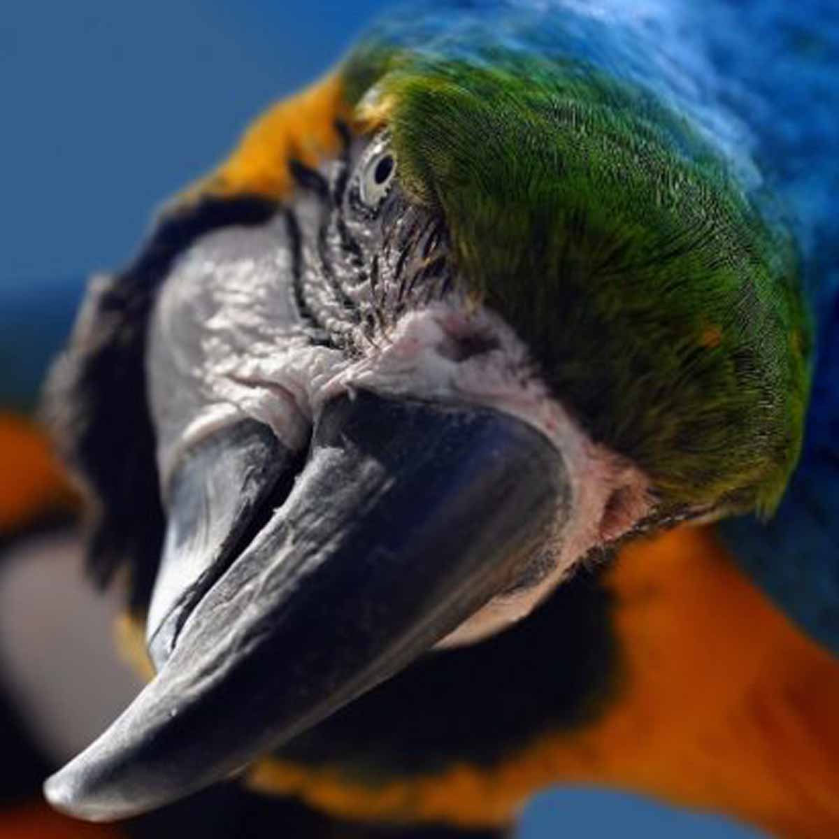 La psittacosi dei pappagalli