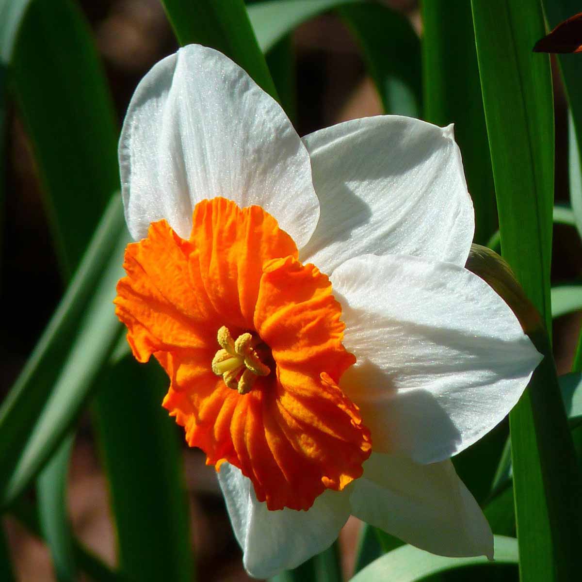 Narciso, il fiore di grande bellezza…