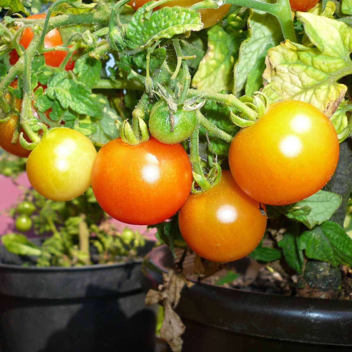 Pomodori in vaso: sapore genuino a portata di mano