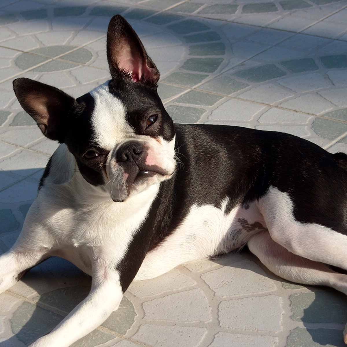 Boston Terrier, intreccio di razza