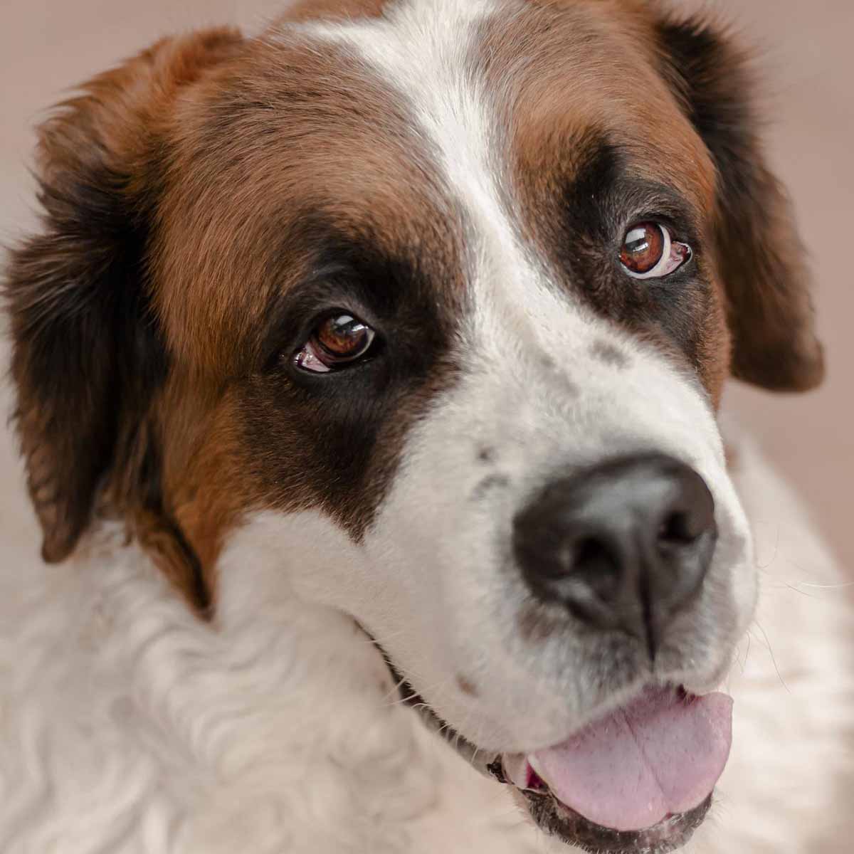 Cane San Bernardo, un gigante buono