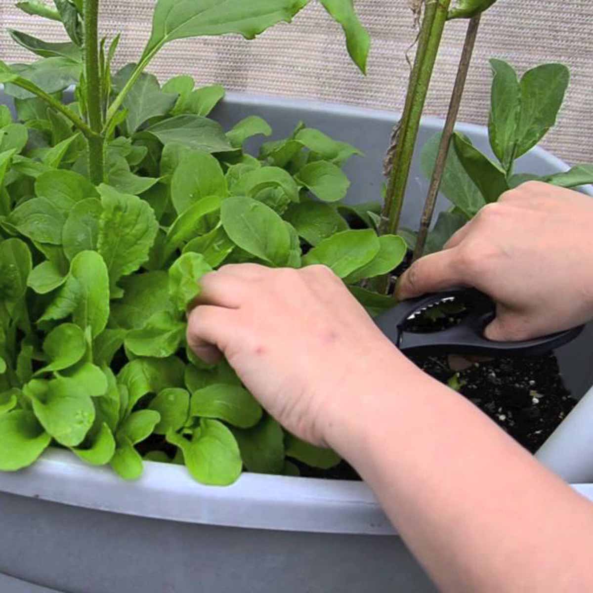 Gli ortaggi della salute: rucola, spinaci e valeriana