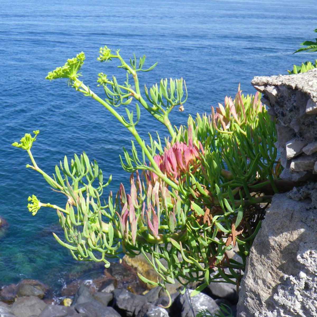 Il Finocchio marino, perenne e aromatica