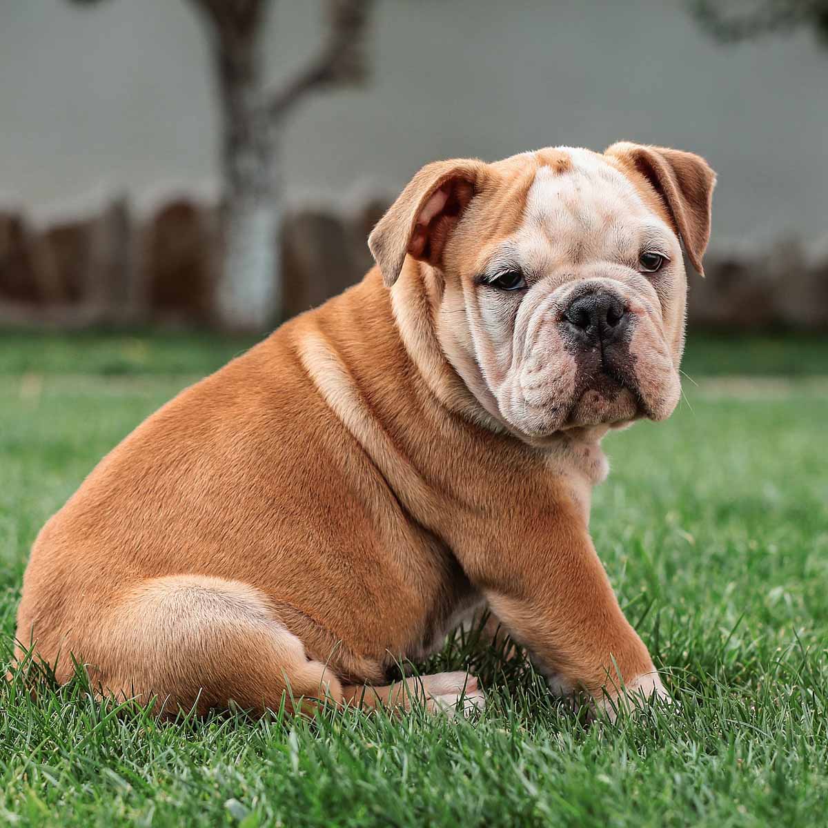 Il bulldog francese, cane nobile e aristocratico