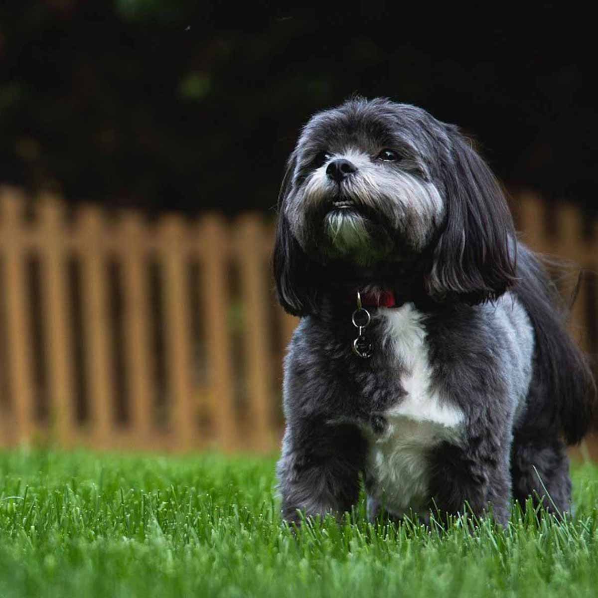 Il cane Shih-Tzu, simbolo imperiale