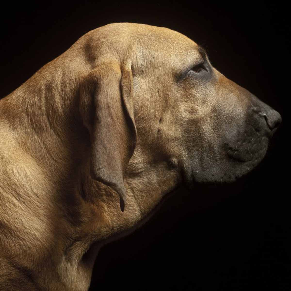 Il fila brasileiro, coraggioso e di buon cuore