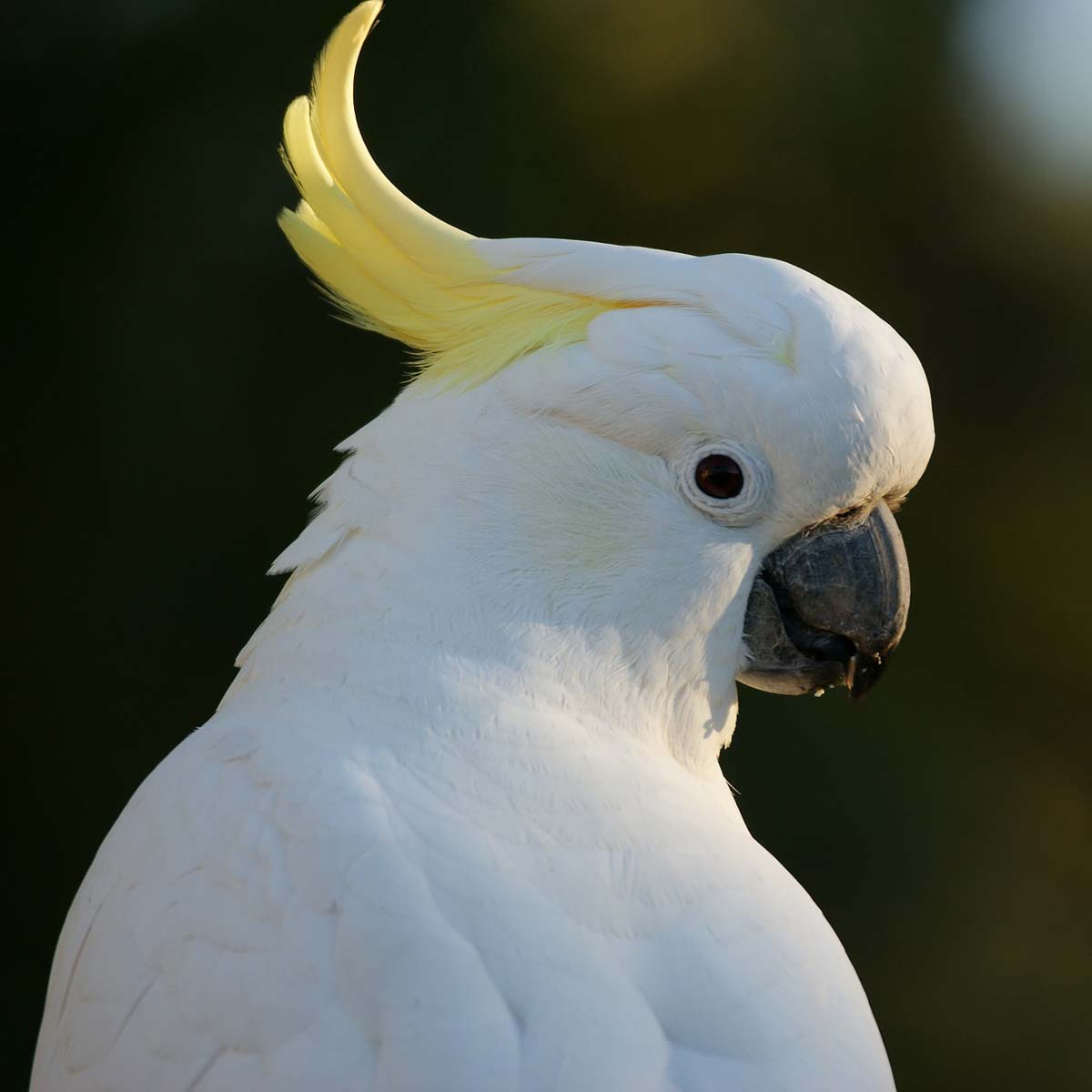 La famiglia dei Cacatua