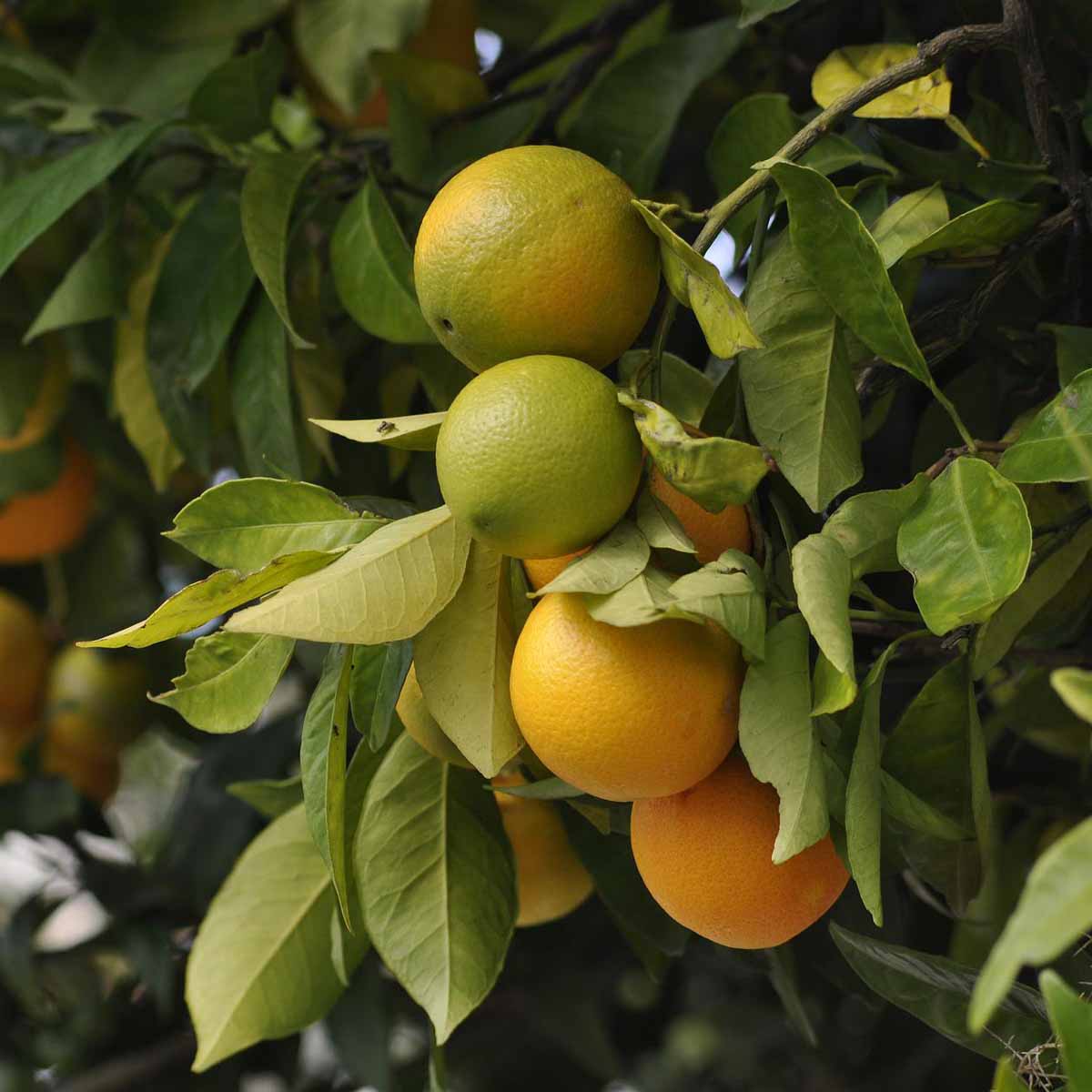 L’albero di arancio, frutto asiatico