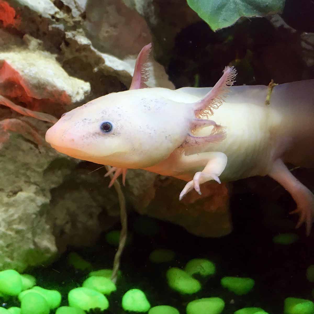 L’axolotl, un anfibio particolare