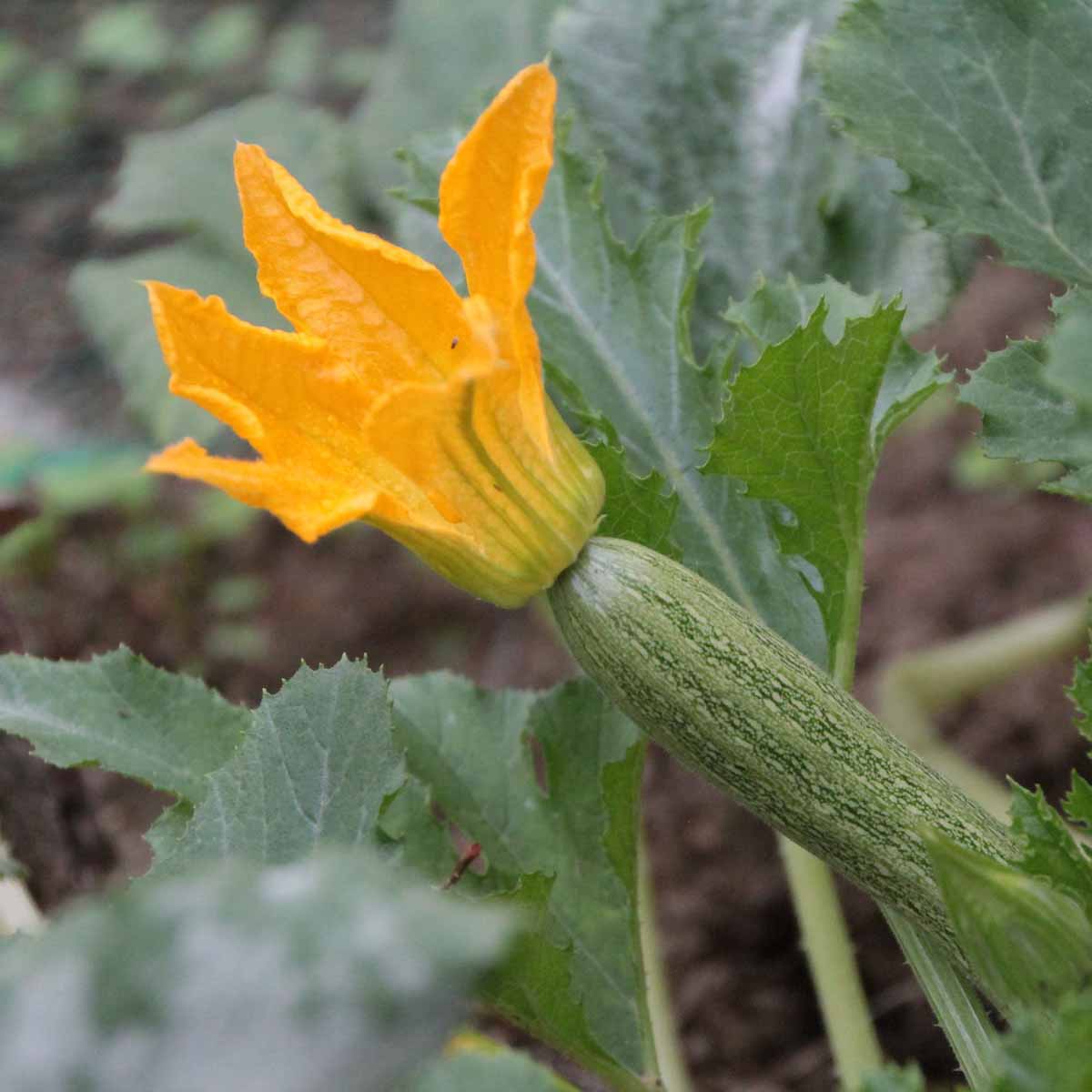 Zucchina, coltivata e mangiata