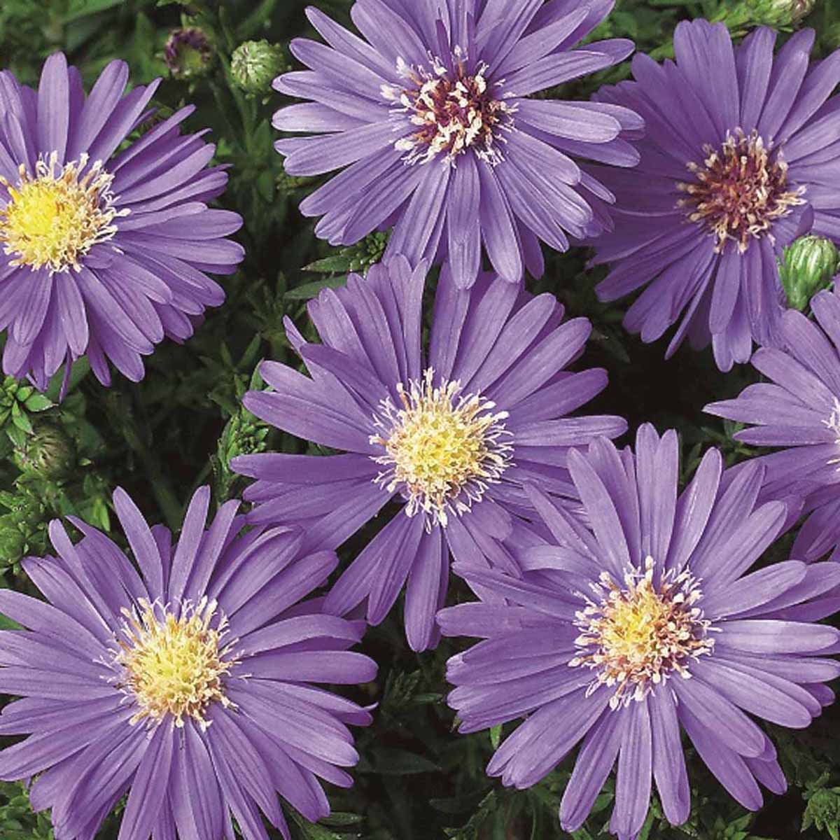 Aster