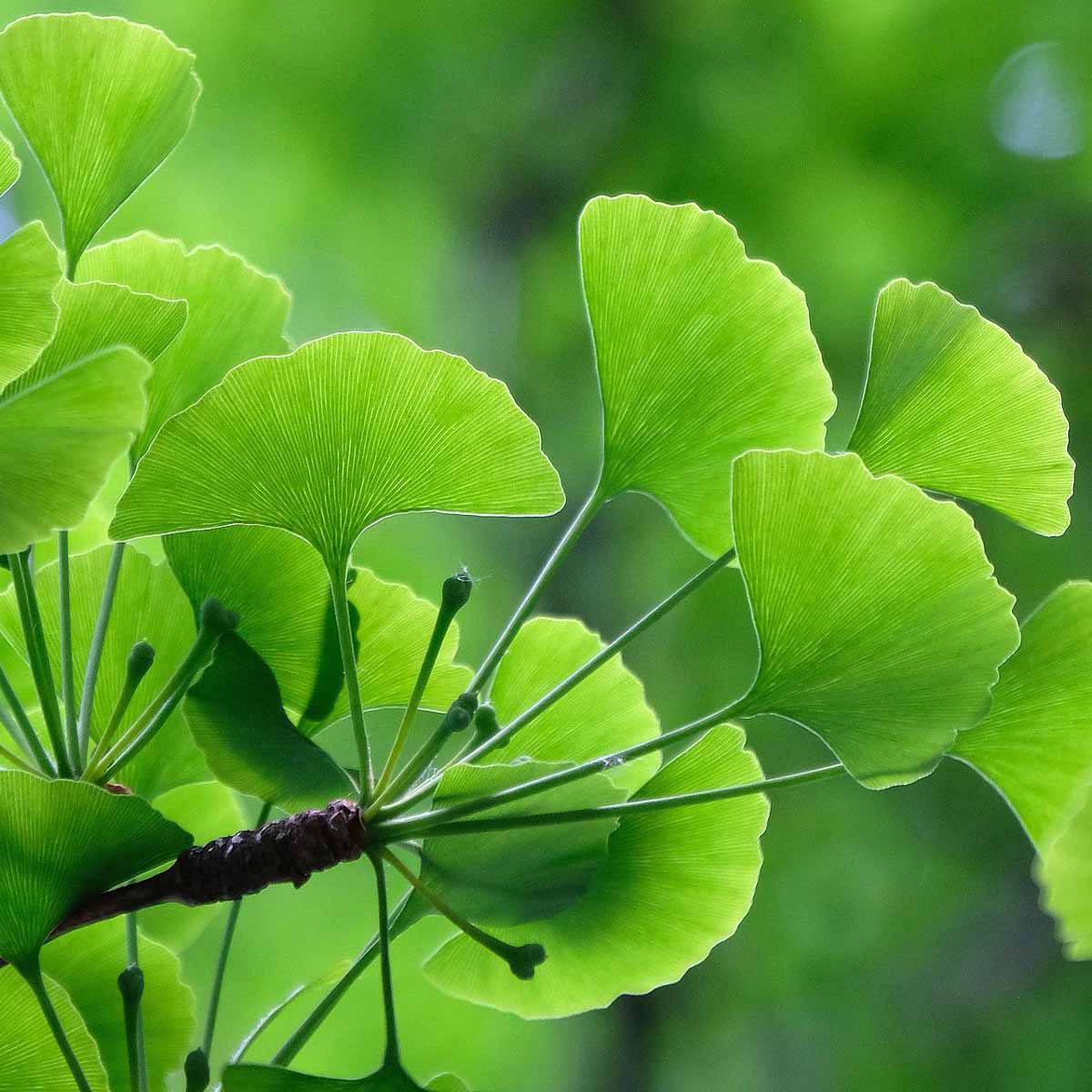 Ginkgo, albero della pace