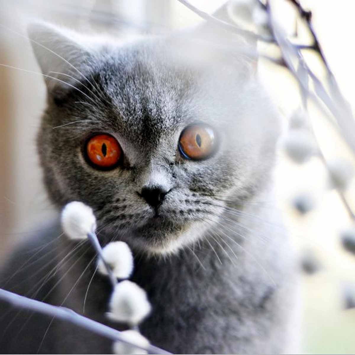 Il British Shorthair, vero lord inglese