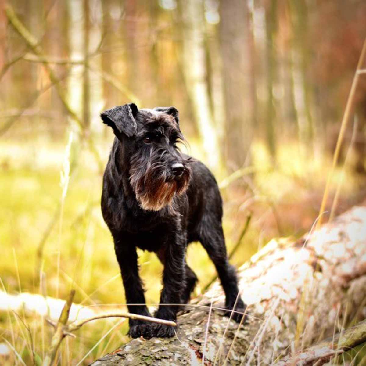 Il cane Schnauzer, razza con i baffi