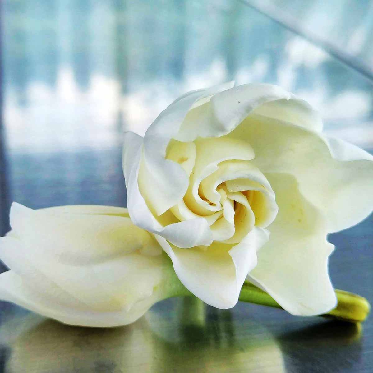 La Gardenia, elegante e raffinata