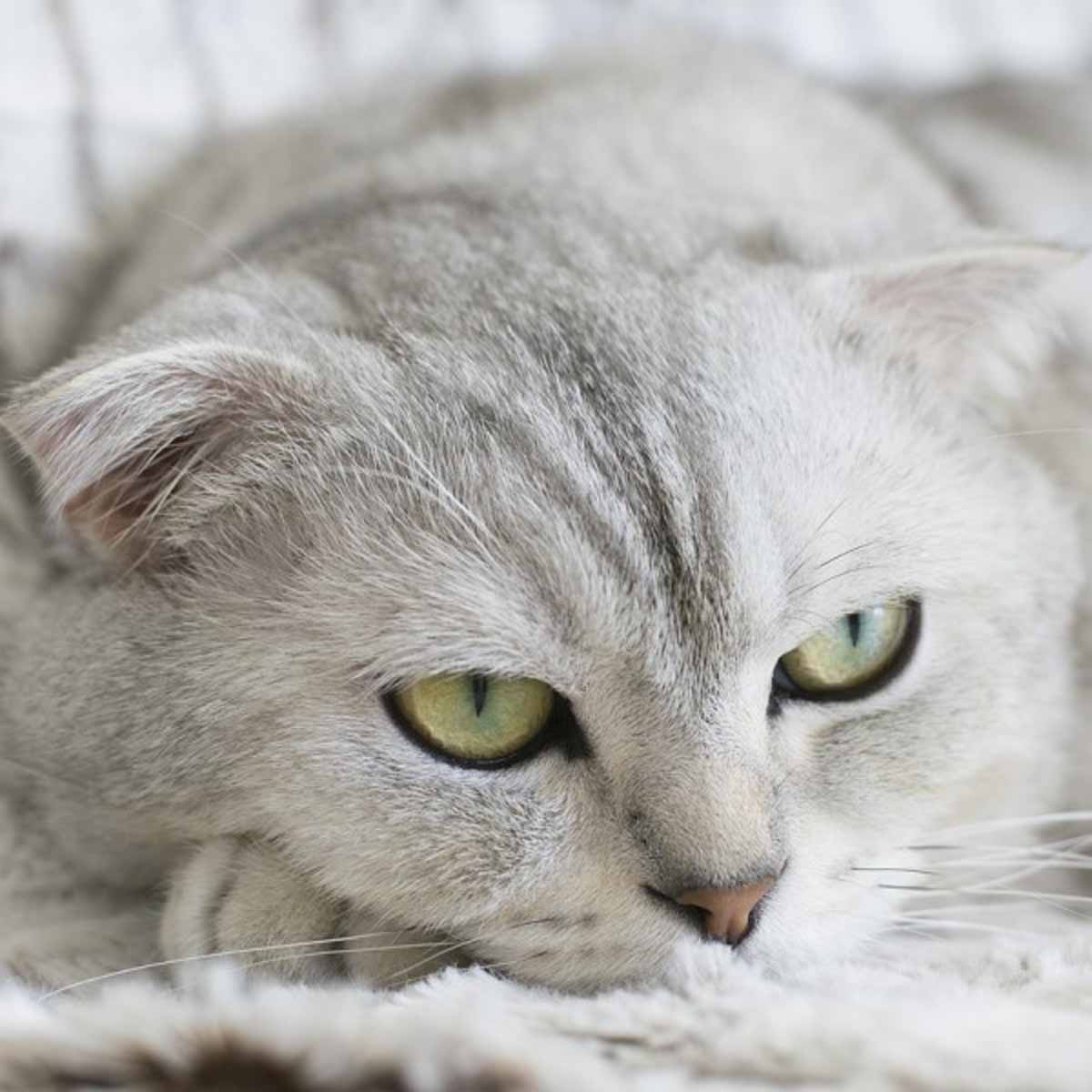 Lo Scottish Fold, un gatto dallo spirito celtico