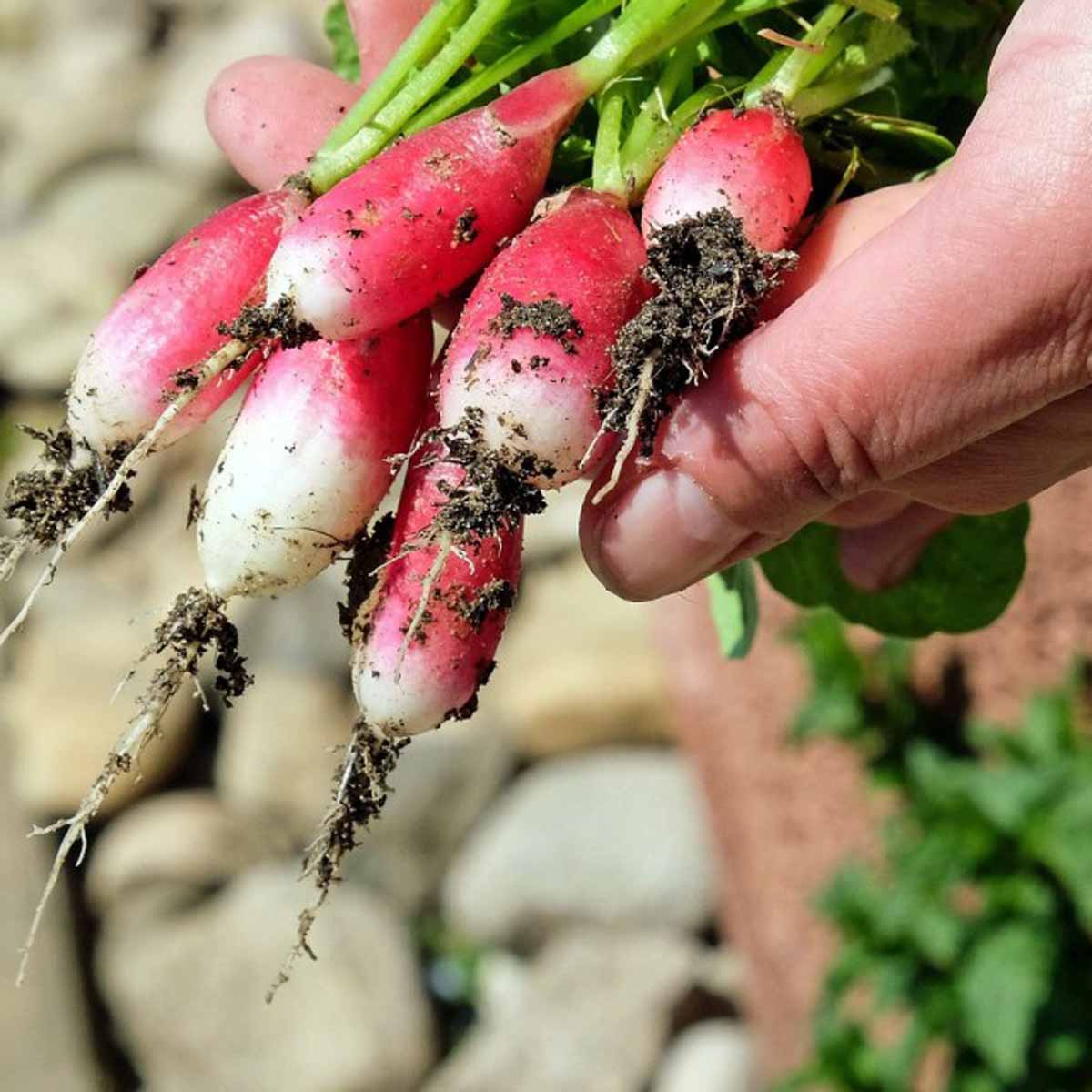 Rispettare ogni forma di vita con l’orto sinergico