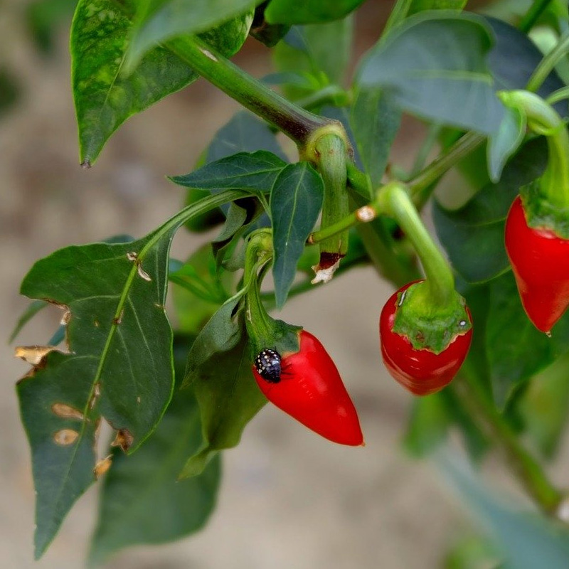 Peperoncini piccanti in varietà in pack da 6 piante