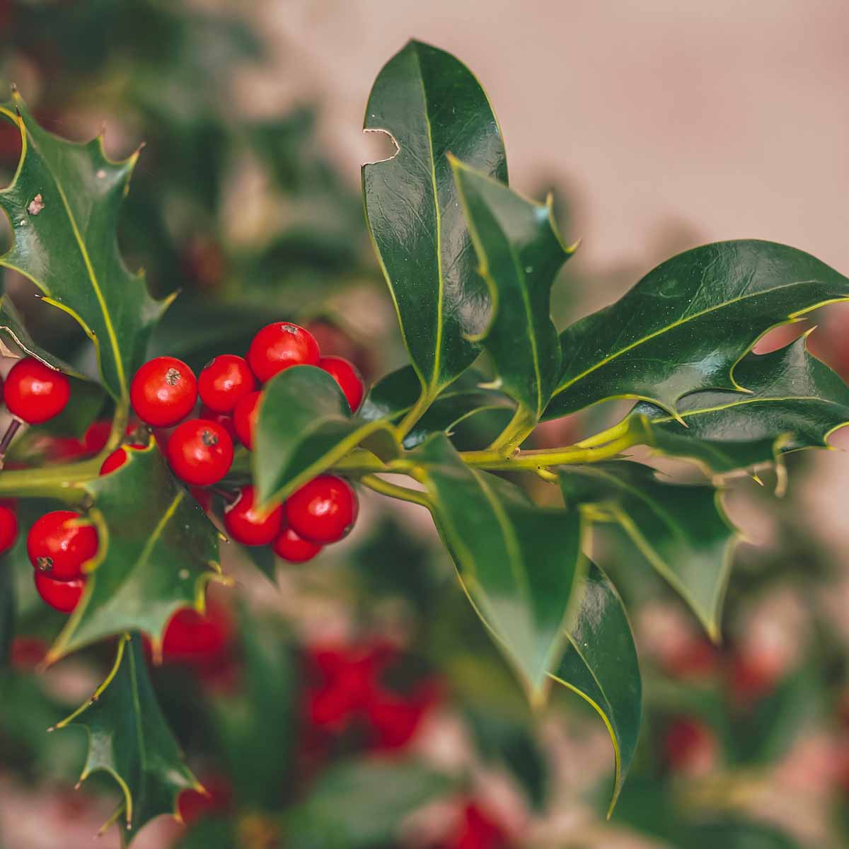 Agrifoglio, a un passo dal Natale