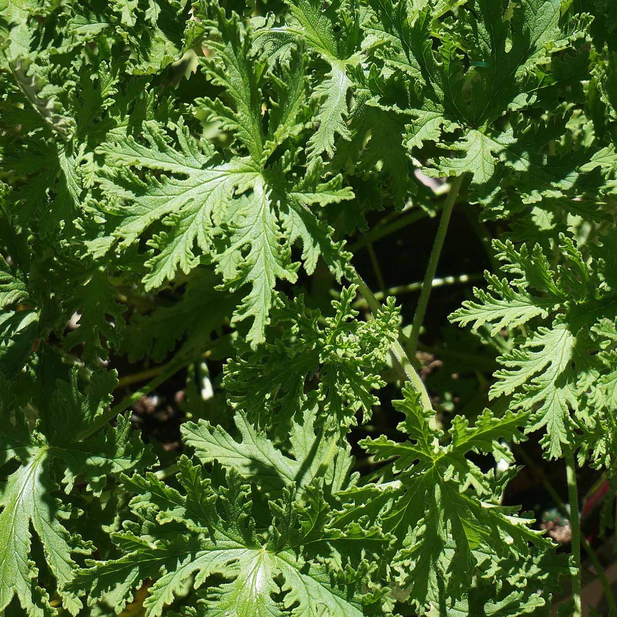 Citronella