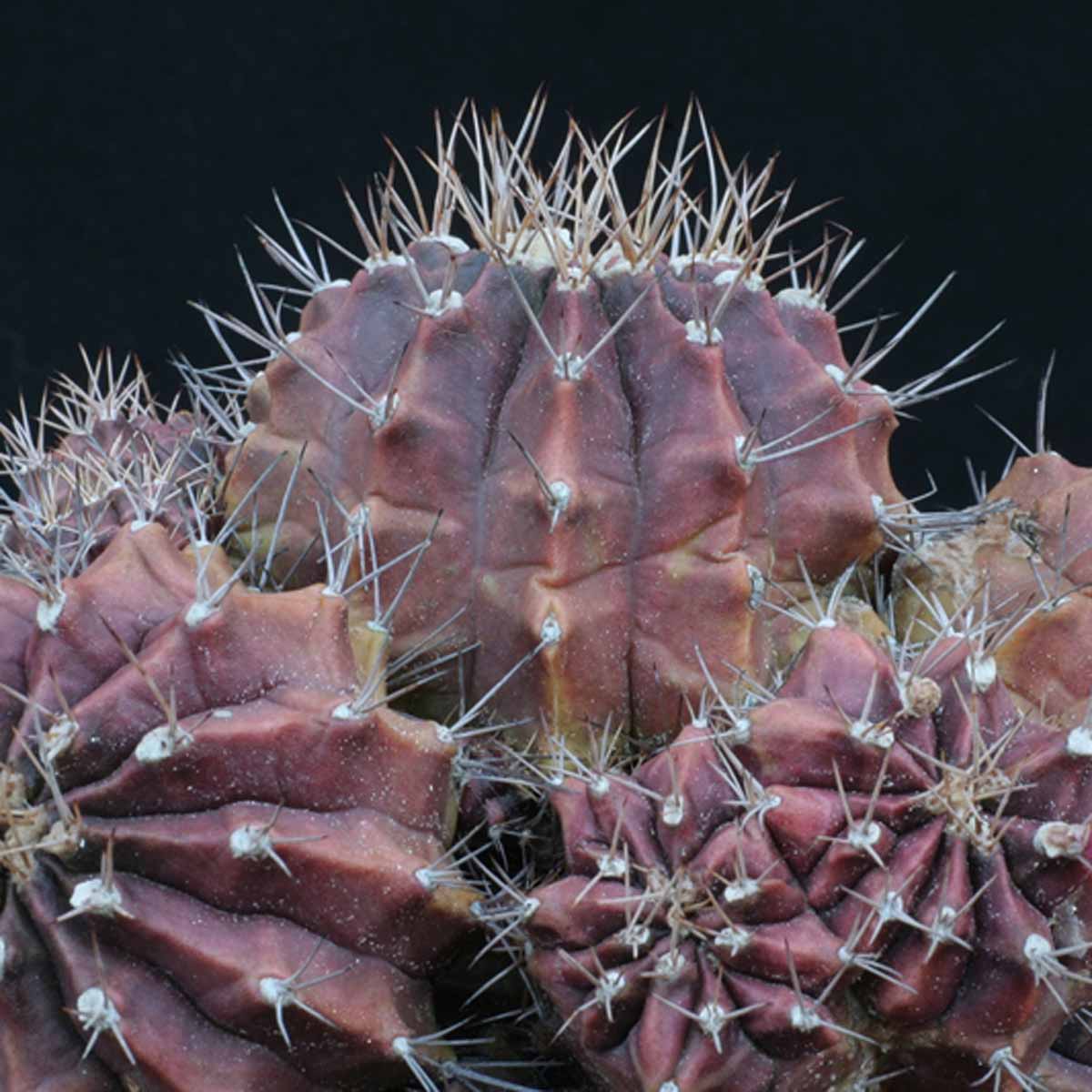 Gymnocalycium