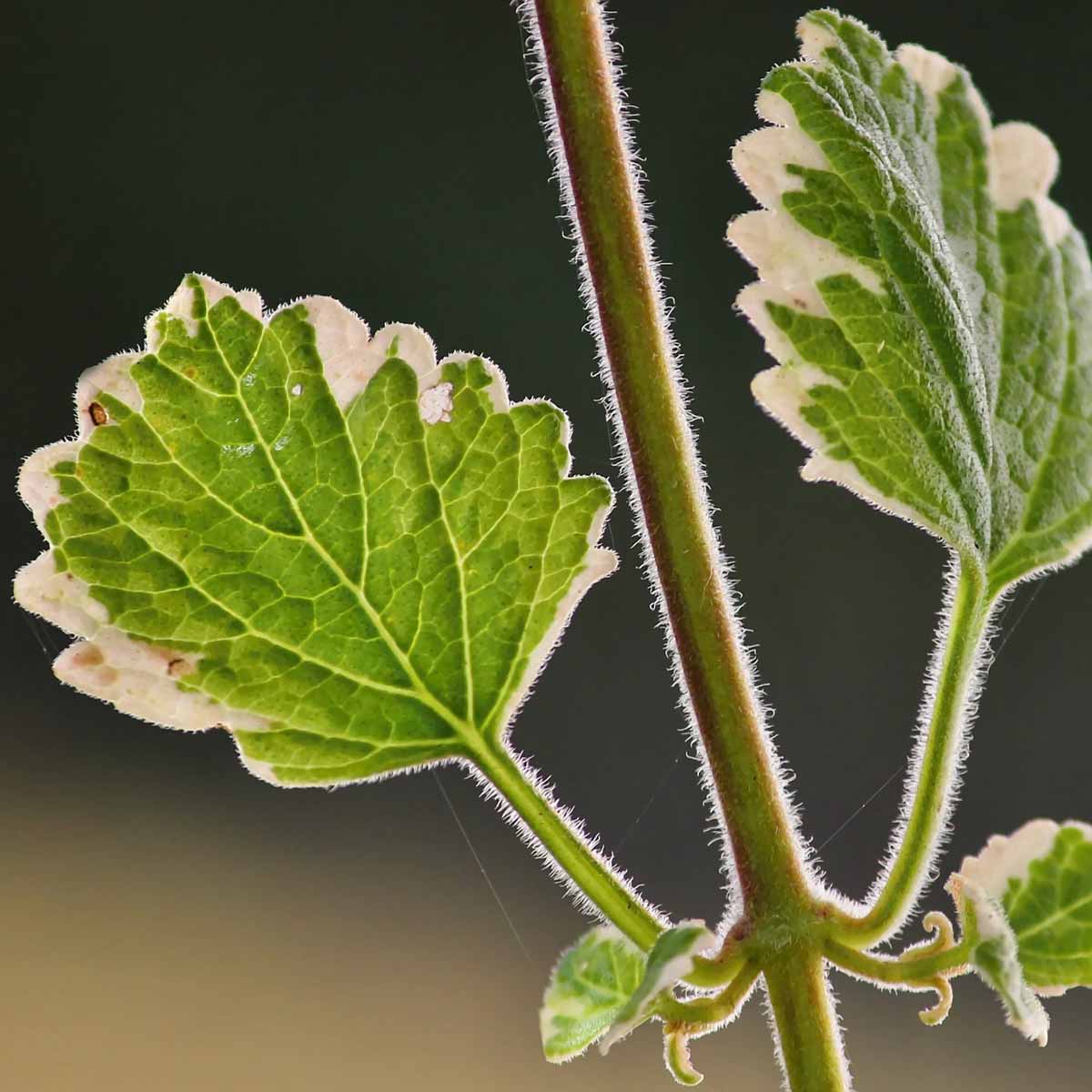 Incenso (Plectranthus coleoides)