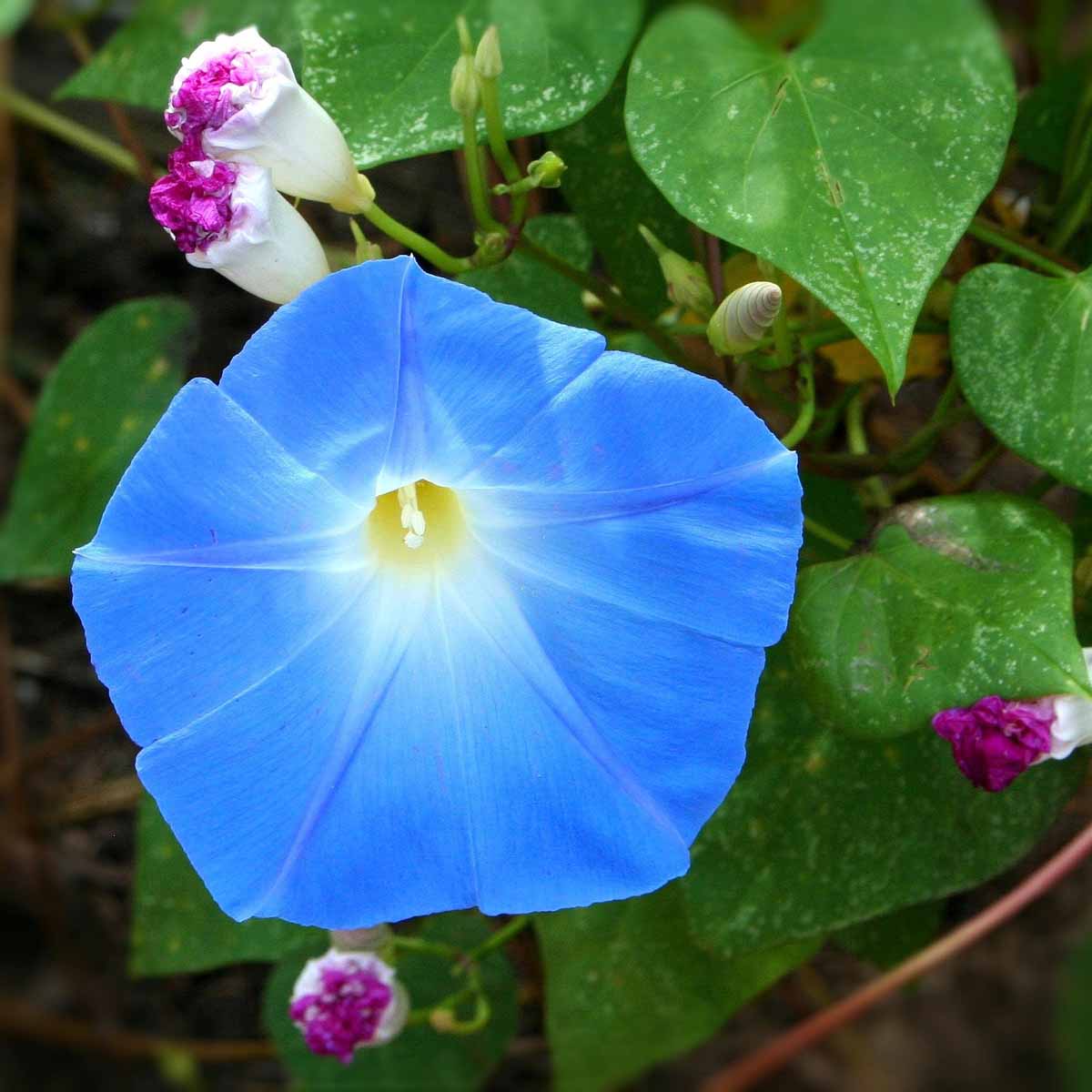 Ipomea, grandi fiori e colori