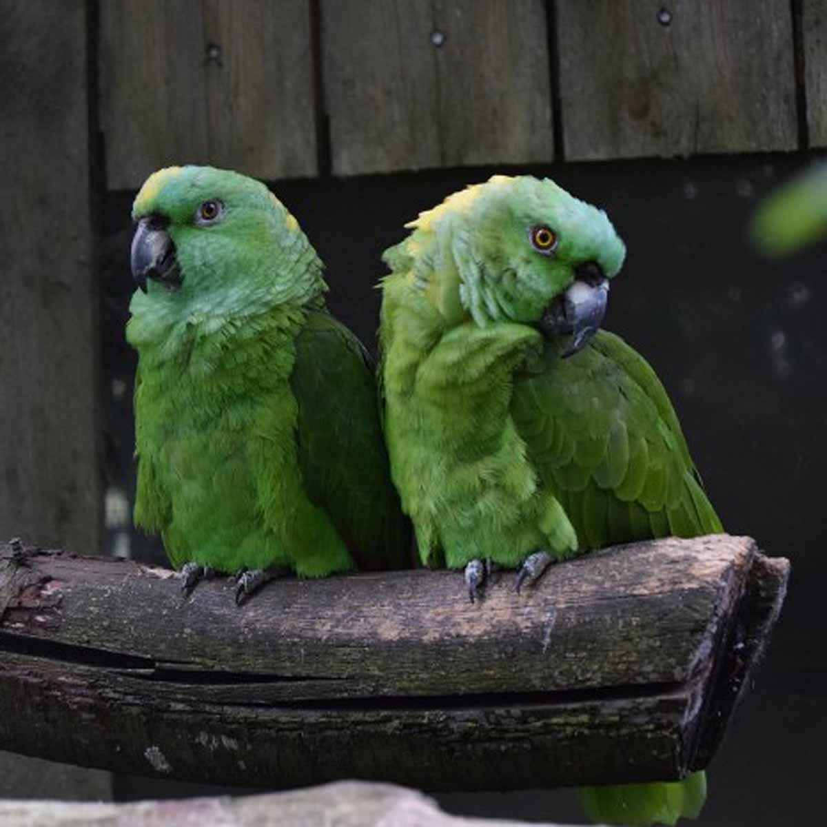 La dissenteria e l’enterite nei pappagalli