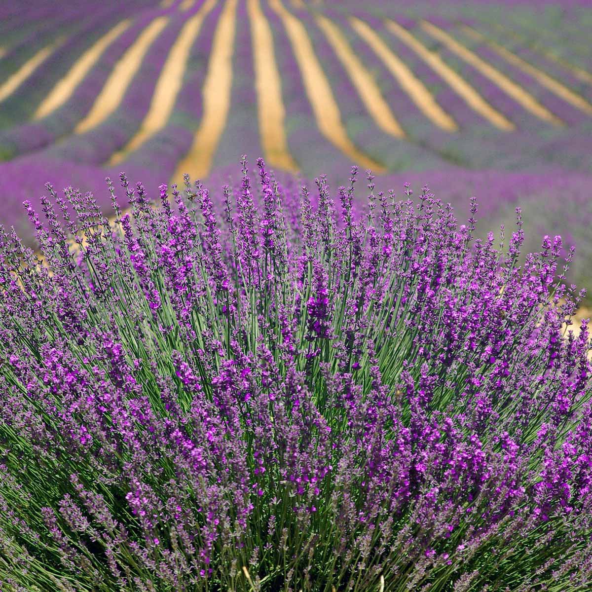 Lavanda  VIRIDEA