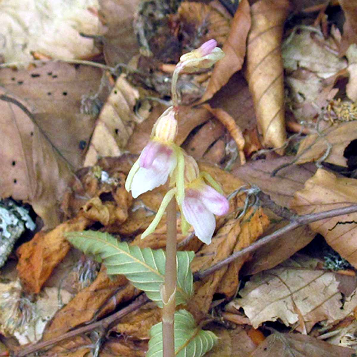L’orchidea fantasma, priva di foglie e clorofilla