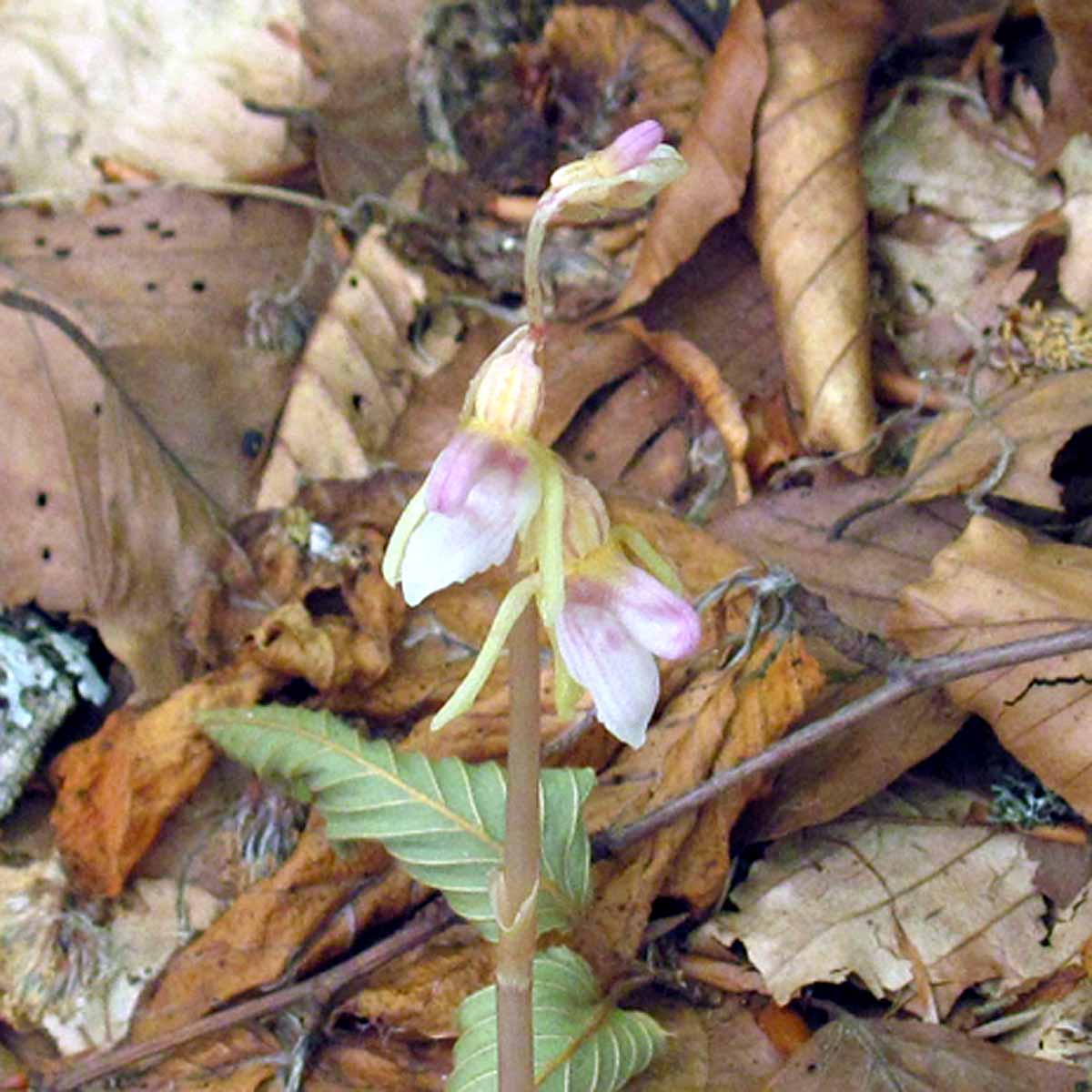 L’Orchidea fantasma, priva di foglie e clorofilla