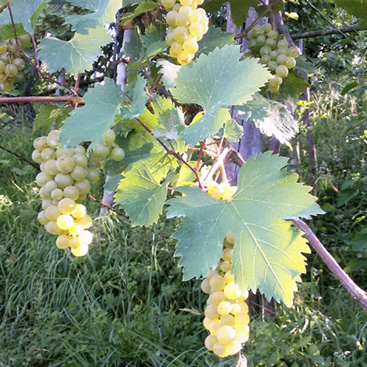 Vite, uva e vino: simboli cristiani