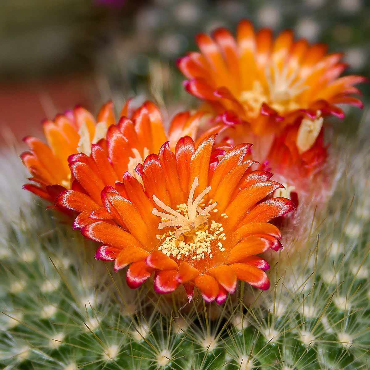 Alla scoperta dei cactus