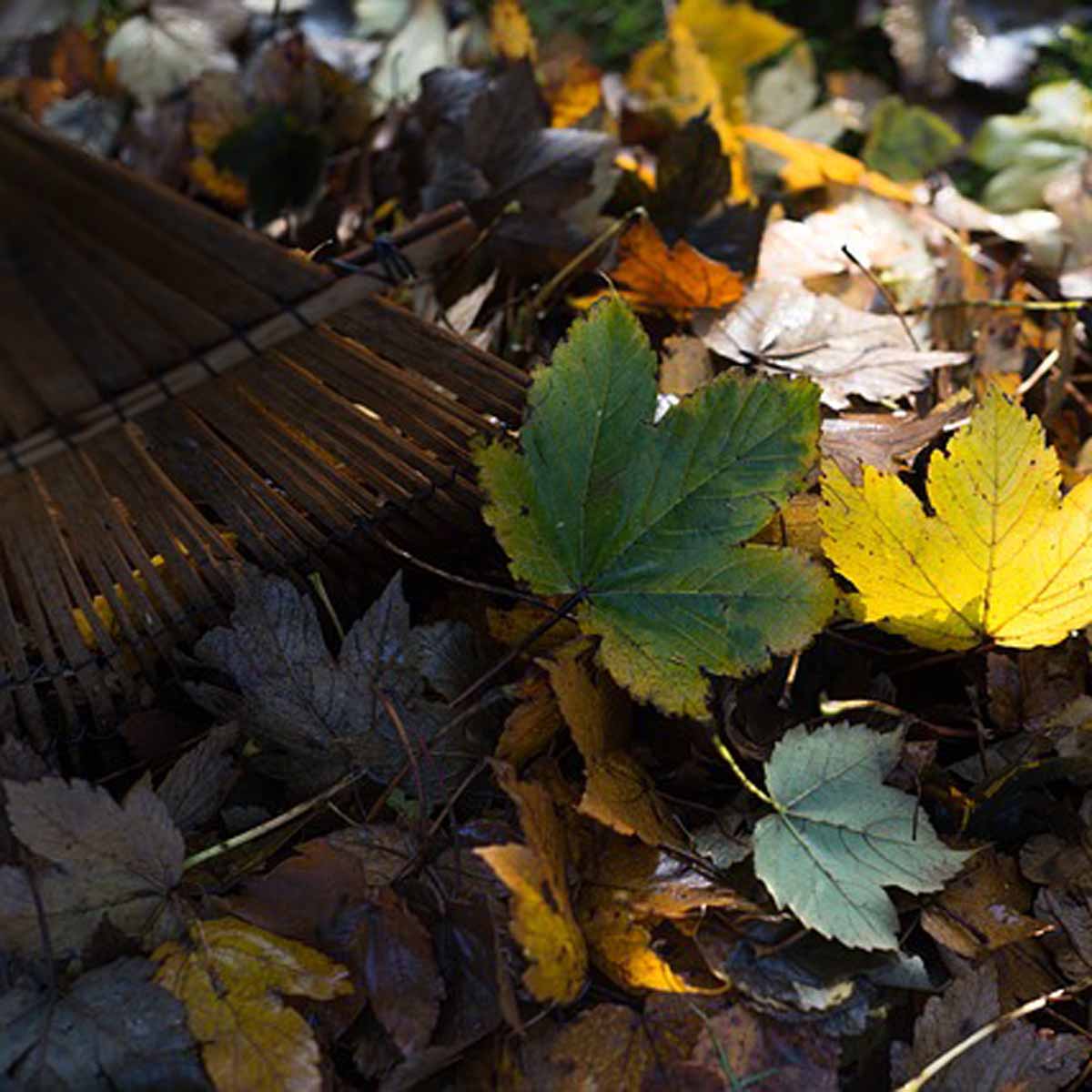 Il piacere del giardinaggio in autunno